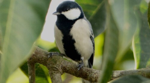 image-15-1080x600a5c042e6b259e5f5.jpg