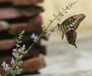 image-32-300x248.jpg