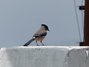 p1070205-300x2251f4de1dbbed26f96.jpg
