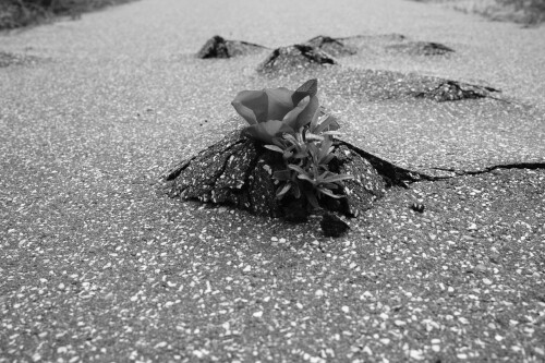 DSCF1151.jpg