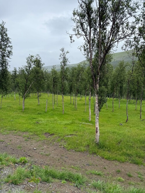 IMG_1493.jpg