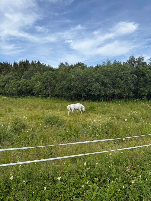 RandomHorse.jpeg
