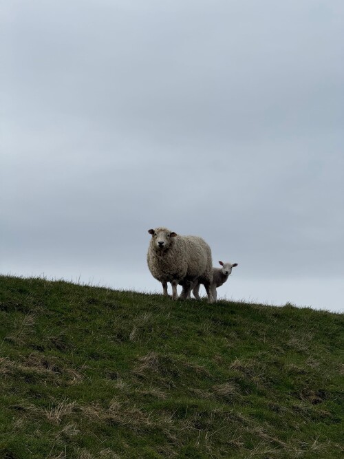 Sheep.jpeg
